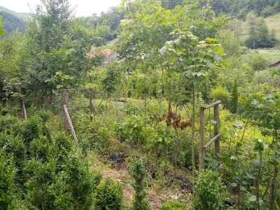 Mahir Delibašić: Moje višegodišnje ulaganje i mukotrpan rad se na kraju isplatio