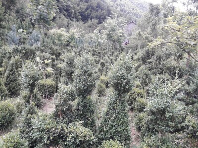 Mahir Delibašić: Moje višegodišnje ulaganje i mukotrpan rad se na kraju isplatio