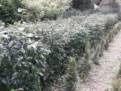 Mahir Delibašić: Moje višegodišnje ulaganje i mukotrpan rad se na kraju isplatio