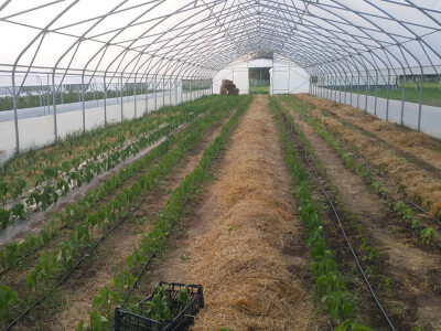 Plastenička proizvodnja