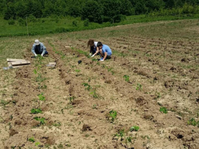 Organska proizvodnja povrća