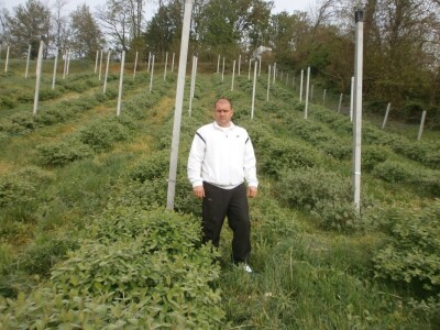 Vjeran Lež na plantaži majberija Vjeran Lež na plantaži majberija