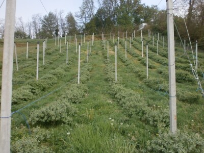 Plantaža u Humu Zabočkom Plantaža u Humu Zabočkom