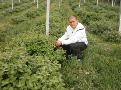 Vjeran Lež na svojoj plantaži Vjeran Lež na svojoj plantaži