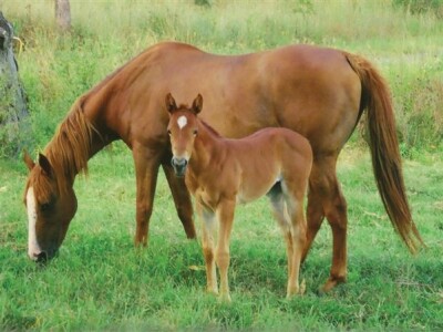 Najbrži trkaći konj na svijetu