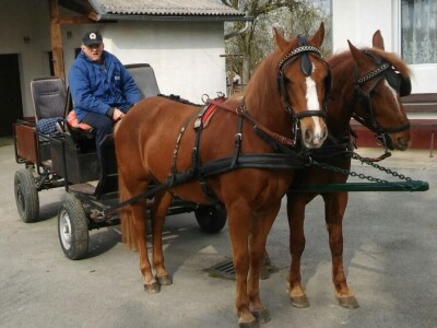 Pogodni za prezanje u kola i kočije