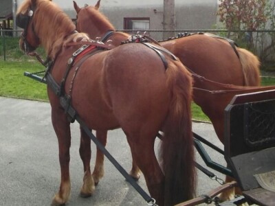 Stabilni konji i u najgušćem prometu