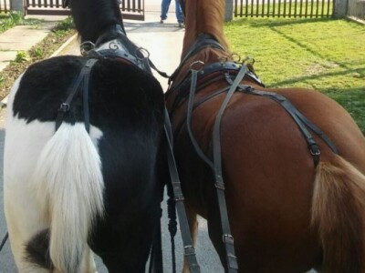 Crno-bijeli i palamino quarter