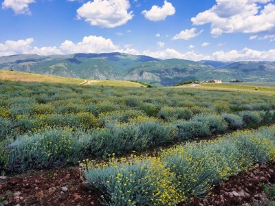Majka i ćerka uzgajaju lekovito bilje i proizvode eterična ulja