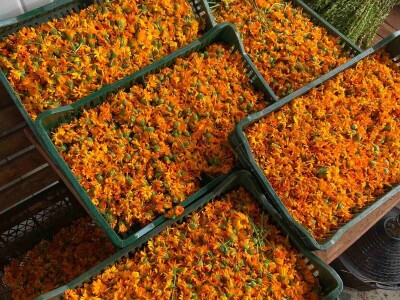 Majka i ćerka uzgajaju lekovito bilje i proizvode eterična ulja