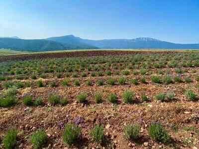 Majka i ćerka uzgajaju lekovito bilje i proizvode eterična ulja