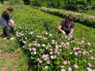 Majka i ćerka uzgajaju lekovito bilje i proizvode eterična ulja