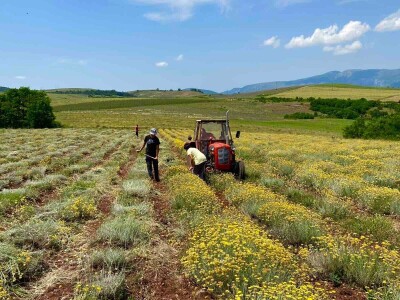 Majka i ćerka uzgajaju lekovito bilje i proizvode eterična ulja