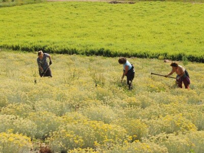Majka i ćerka uzgajaju lekovito bilje i proizvode eterična ulja