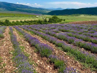 Majka i ćerka uzgajaju lekovito bilje i proizvode eterična ulja