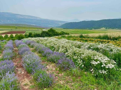 Majka i ćerka uzgajaju lekovito bilje i proizvode eterična ulja