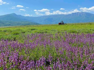 Majka i ćerka uzgajaju lekovito bilje i proizvode eterična ulja