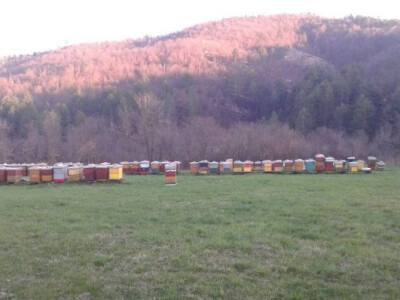 Mala farma Hadžić3