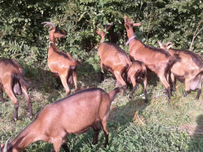 Mala farma Hadžić12