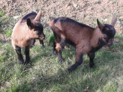 Mala farma Hadžić11