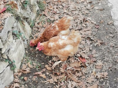 Mala farma Smet u Zenici