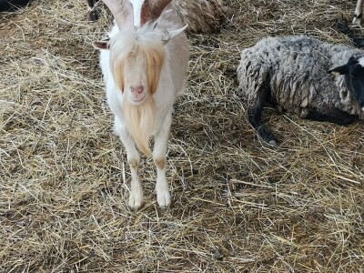 Mala farma Smet u Zenici