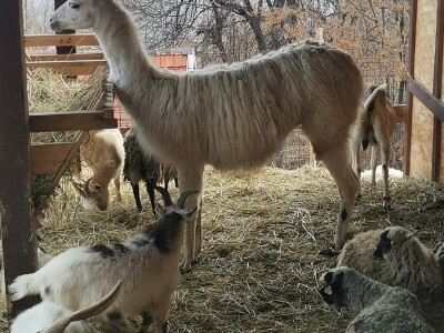 Mala farma Smet u Zenici