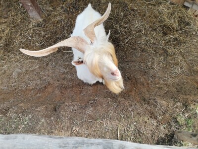 Mala farma Smet u Zenici