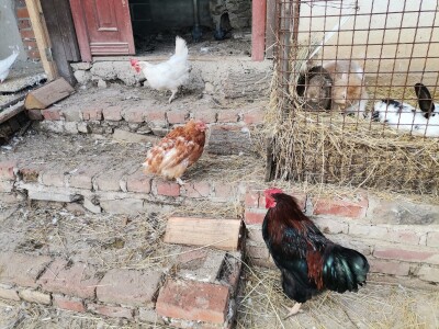 Mala farma Smet u Zenici