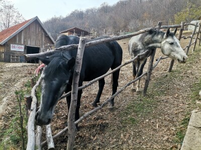 Mala farma Smet u Zenici