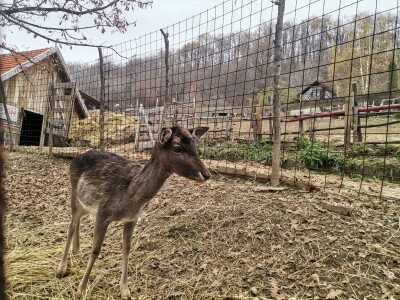 Mala farma Smet u Zenici