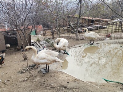 Mala farma Smet u Zenici
