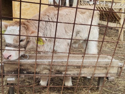 Mala farma Smet u Zenici