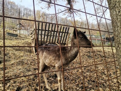 Mala farma Smet u Zenici