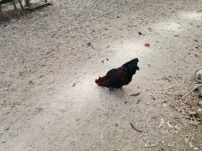 Mala farma Smet u Zenici