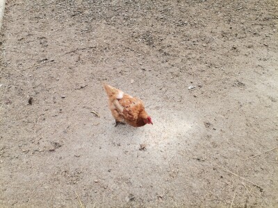 Mala farma Smet u Zenici