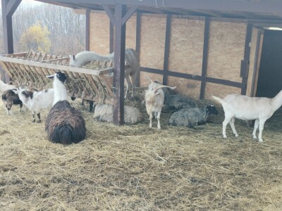 Mala farma Smet u Zenici