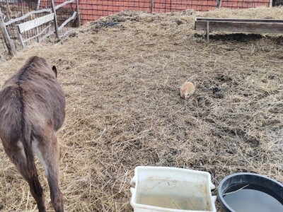 Mala farma Smet u Zenici