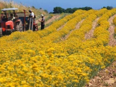 Mala obiteljska plantaža smilja Mala obiteljska plantaža smilja