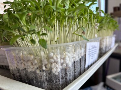 Mala tvornica mikropovrća u oblacima Mala tvornica mikropovrća u oblacima