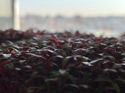 Mala tvornica mikropovrća u oblacima Mala tvornica mikropovrća u oblacima