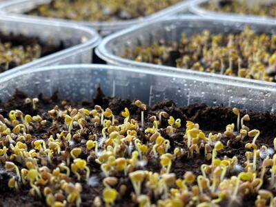 Mala tvornica mikropovrća u oblacima Mala tvornica mikropovrća u oblacima