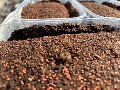 Mala tvornica mikropovrća u oblacima Mala tvornica mikropovrća u oblacima