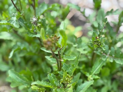Mala znanost u skupljanju i čuvanju sjemena Mala znanost u skupljanju i čuvanju sjemena