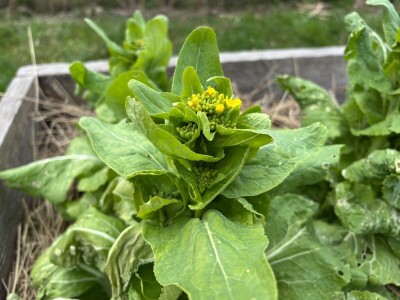 Mala znanost u skupljanju i čuvanju sjemena Mala znanost u skupljanju i čuvanju sjemena