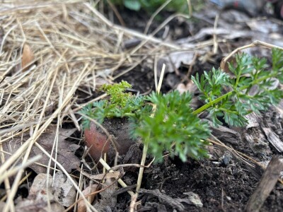 Mala znanost u skupljanju i čuvanju sjemena Mala znanost u skupljanju i čuvanju sjemena