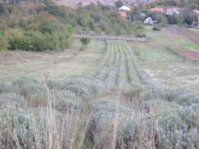 Male plantaže smilja u Vučipolju