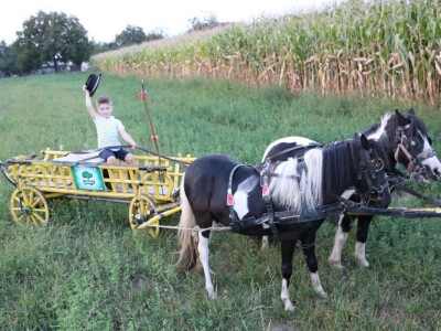 Mali Luka (3) priprema svatovsku zapregu za festivalsku povorku u Požegi