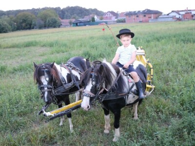 Mali Luka (3) priprema svatovsku zapregu za festivalsku povorku u Požegi