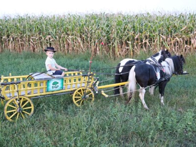 Mali Luka (3) priprema svatovsku zapregu za festivalsku povorku u Požegi